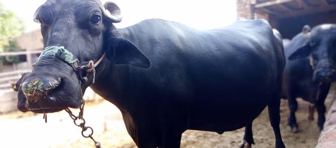 buffalo, Bhans, milk