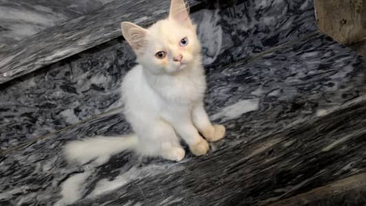 persion cat double shaded eyes very friendly cat white cat