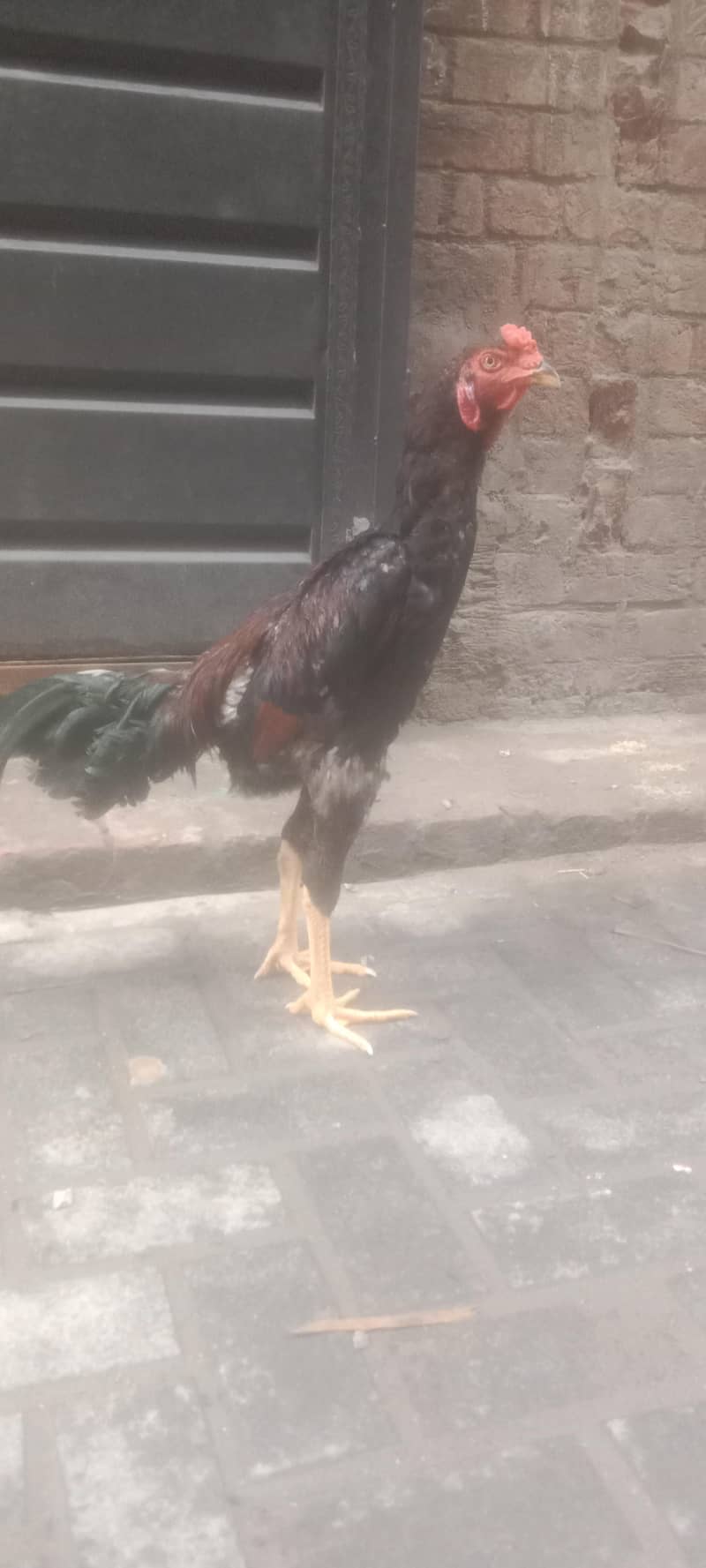 murga 1 0