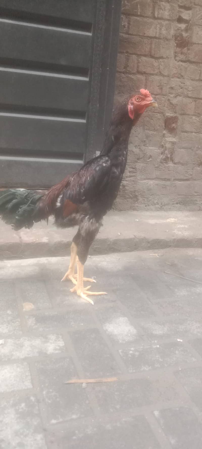 murga 1 1
