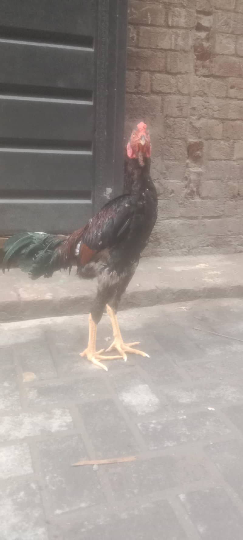 murga 1 2