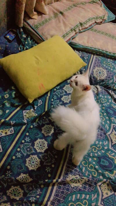 kittens urgent sale