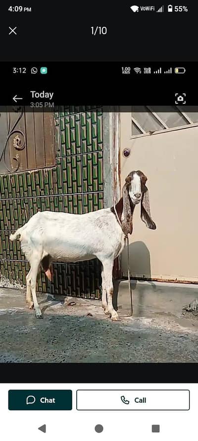 dasi bakri for sale 4 month pregnant 03084493683