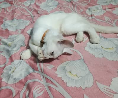 Cat for sale Lahore Pakistan gulshan e ravi Lahore dubal sarke stop