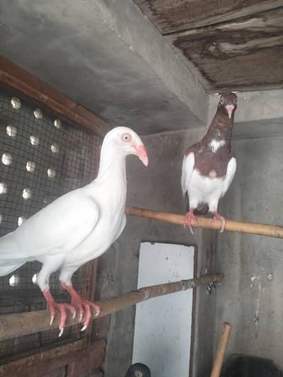white danish 1 pic