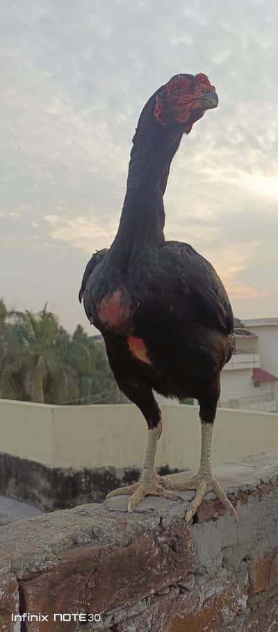Aseel Thai Hens