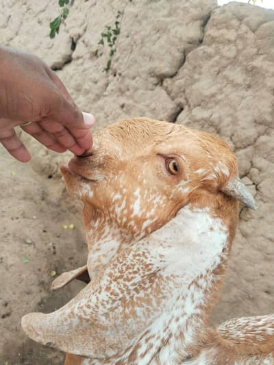 aisi Bakra for sale+0349.070. 4921