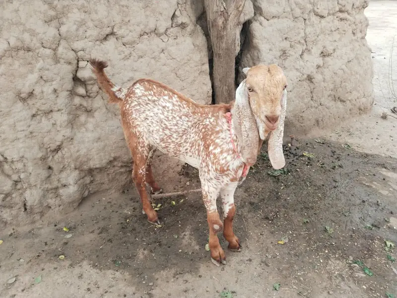 aisi Bakra for sale+0349.070. 4921 — photo 2
