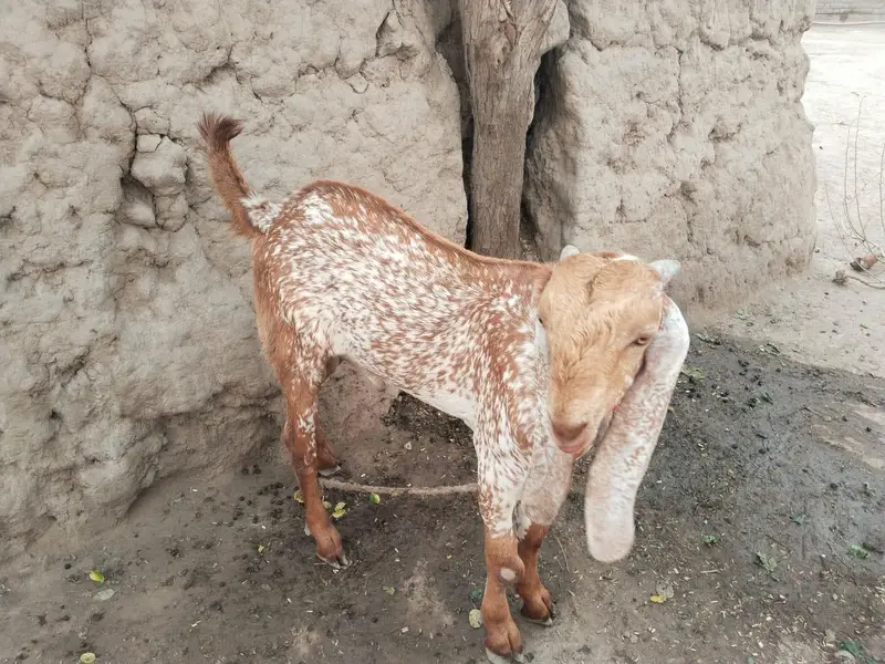 aisi Bakra for sale+0349.070. 4921 — photo 3