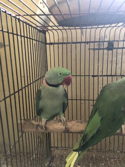 paharri breader pair