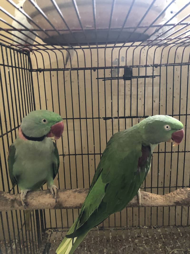 paharri breader pair 1