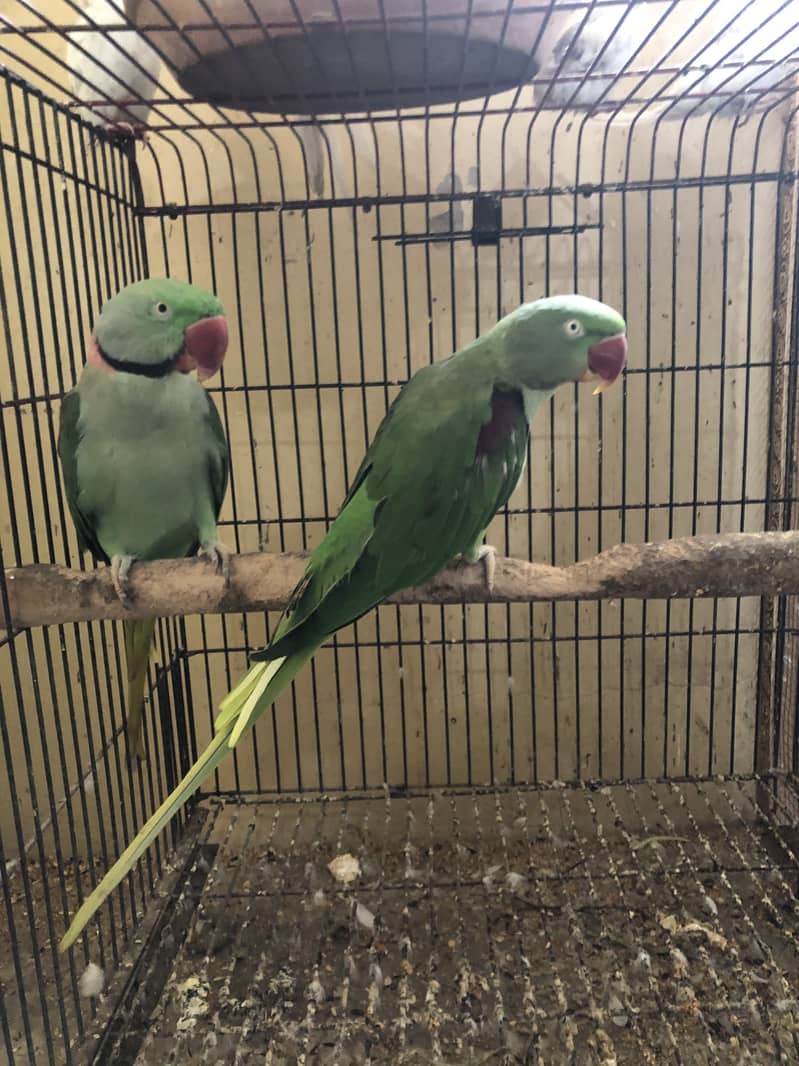 paharri breader pair 2