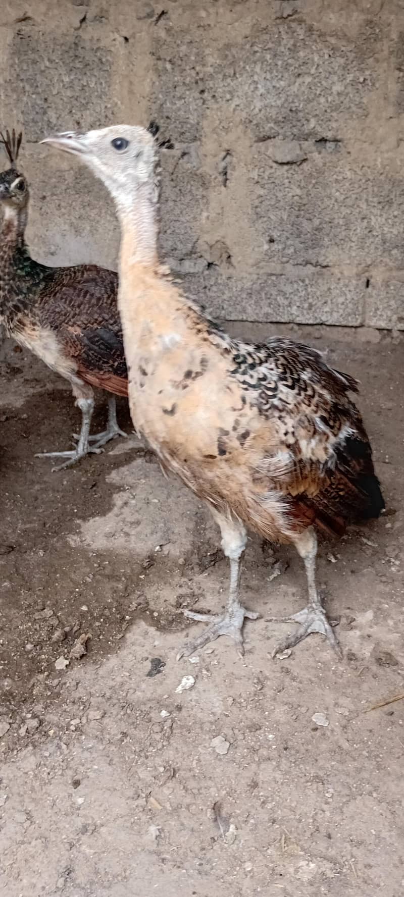مور کے بچے 1