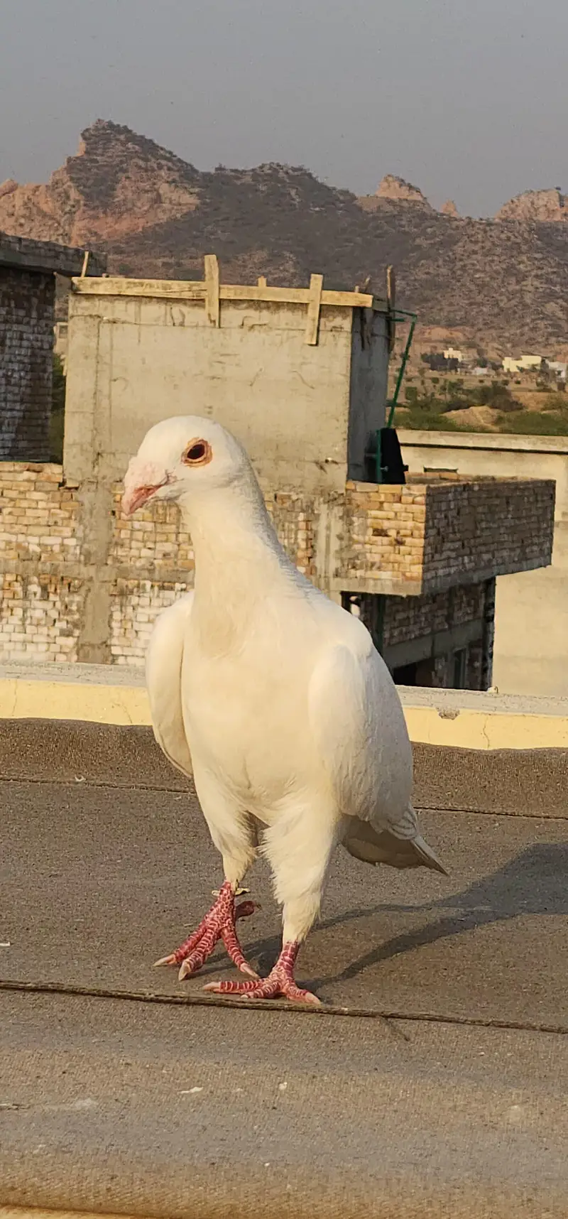 QASID RASEER MALE — photo 4