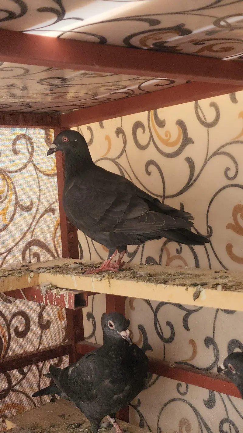 QASID RASEER MALE — photo 5