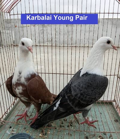 Breeder & Young Pairs - Ferozpuri, Chapray, Karbalai, Mukhi