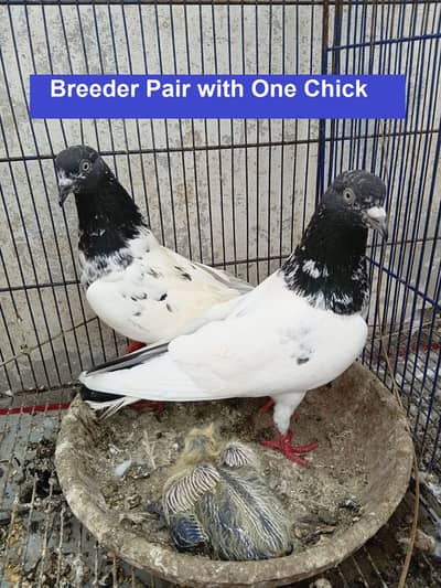 Breeder & Young Pairs - Ferozpuri, Chapray, Karbalai, Mukhi
