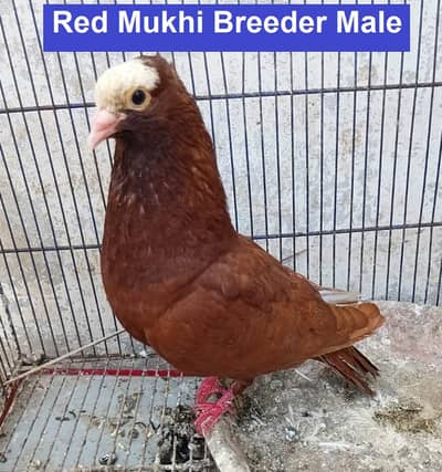 Highflyer Kabli Pigeons | کربلائی | ریڈ مکھّی | بریڈر جوڑے | کراچی