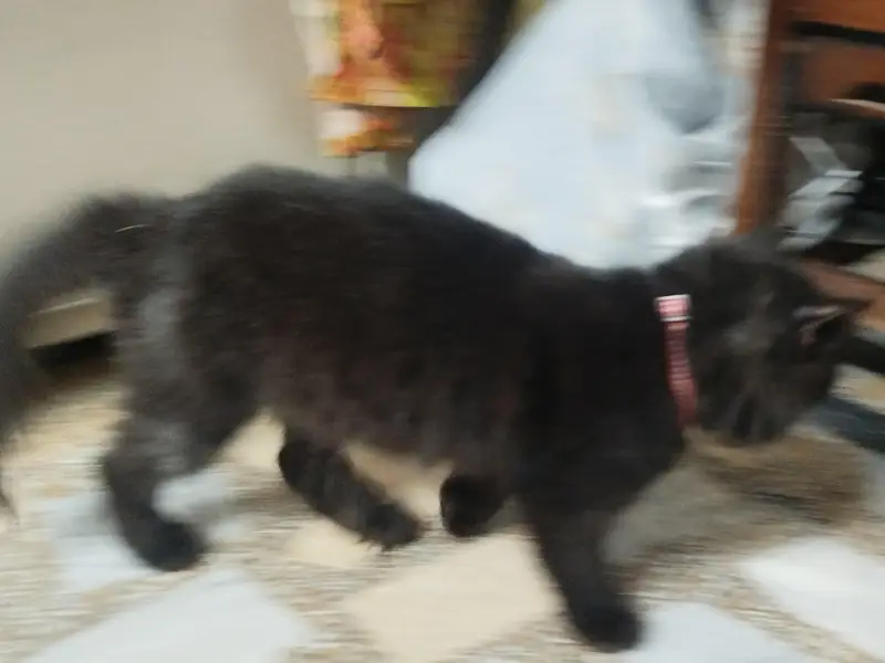 Beautiful Black Female Persian Cat | Fluffy Coat | Golden Eyes — photo 2