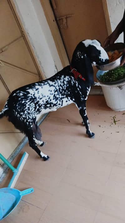 doodh wali bakri