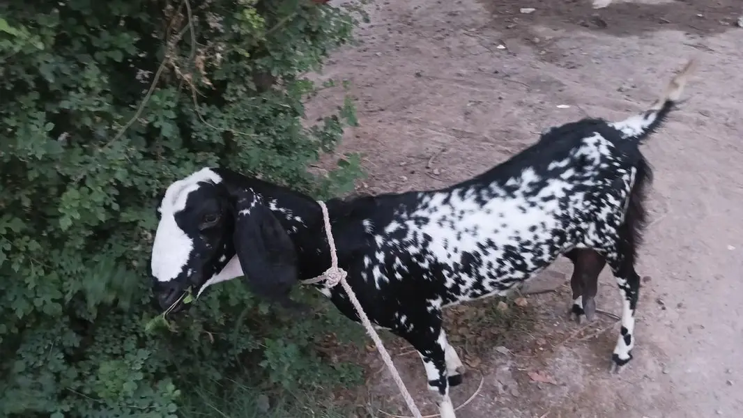 doodh wali bakri — photo 2