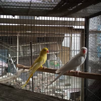 Breder pair whiteringneck,white pigeon,whhite dove