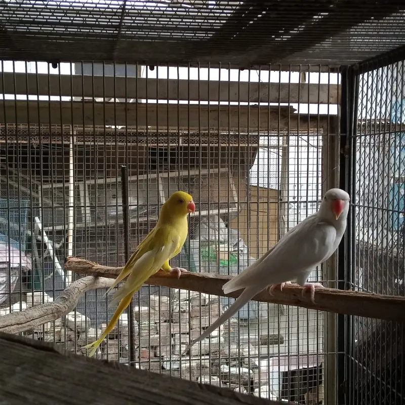 Breder pair whiteringneck,white pigeon,whhite dove — photo 3