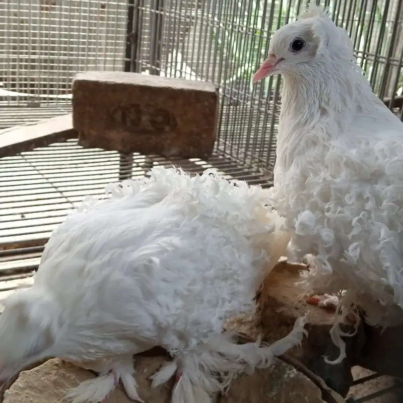 Breder pair whiteringneck,white pigeon,whhite dove — photo 4