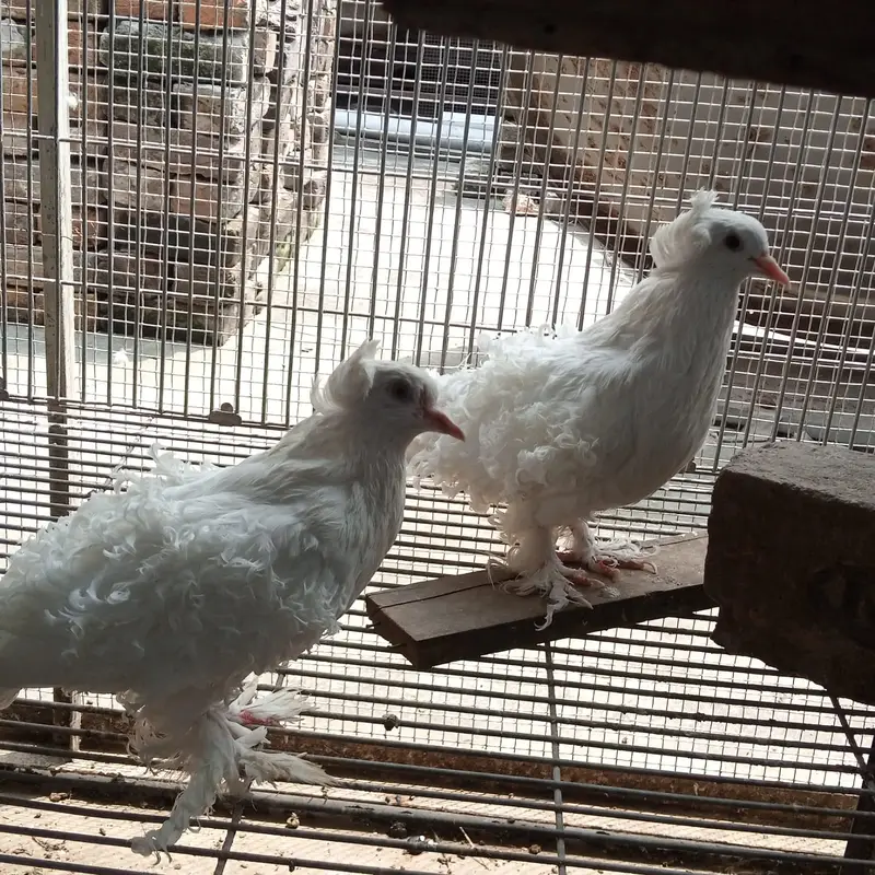 Breder pair whiteringneck,white pigeon,whhite dove — photo 5