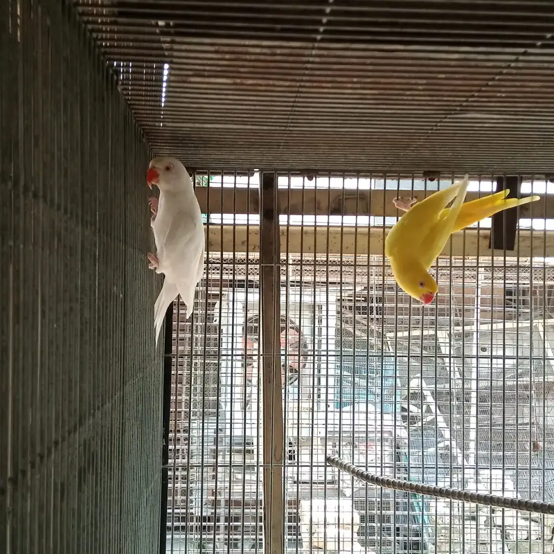 Breder pair whiteringneck,white pigeon,whhite dove — photo 6