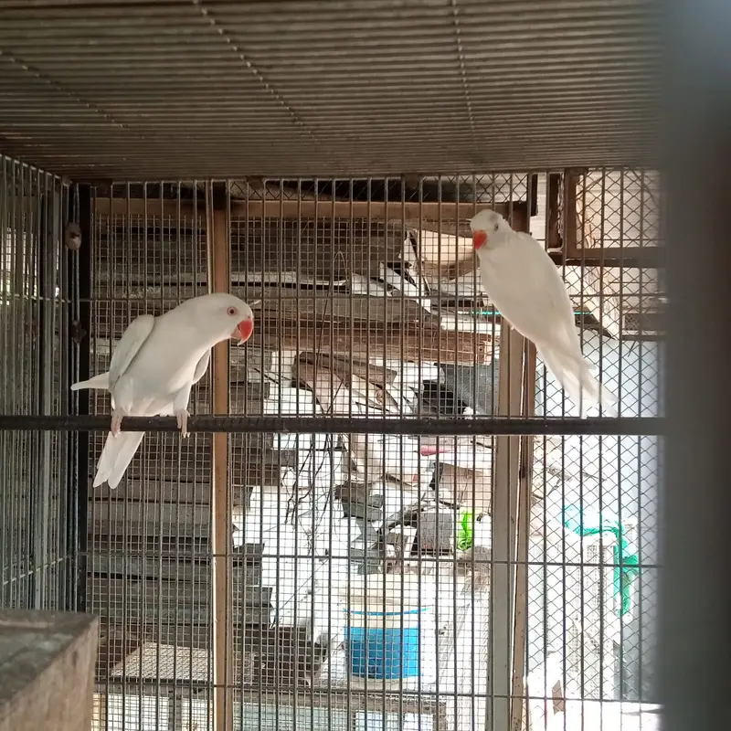 Breder pair whiteringneck,white pigeon,whhite dove — photo 7