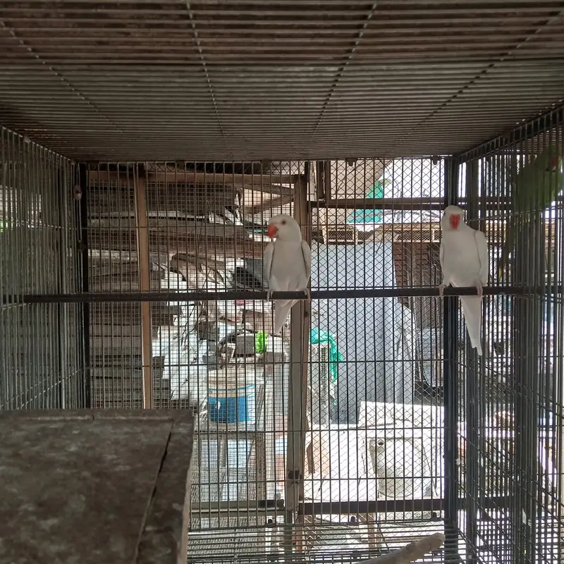 Breder pair whiteringneck,white pigeon,whhite dove — photo 8