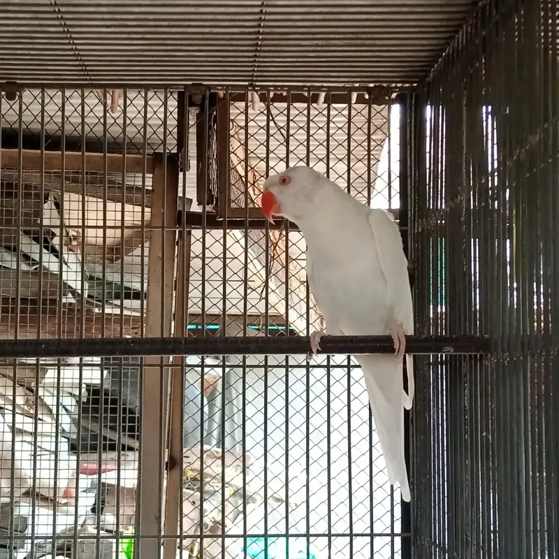 Breder pair whiteringneck,white pigeon,whhite dove — photo 9