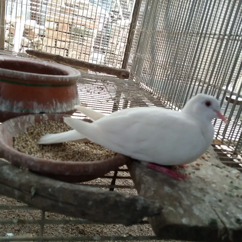 Breder pair whiteringneck,white pigeon,whhite dove — photo 10