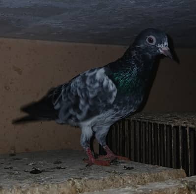 Teddy Pigeons