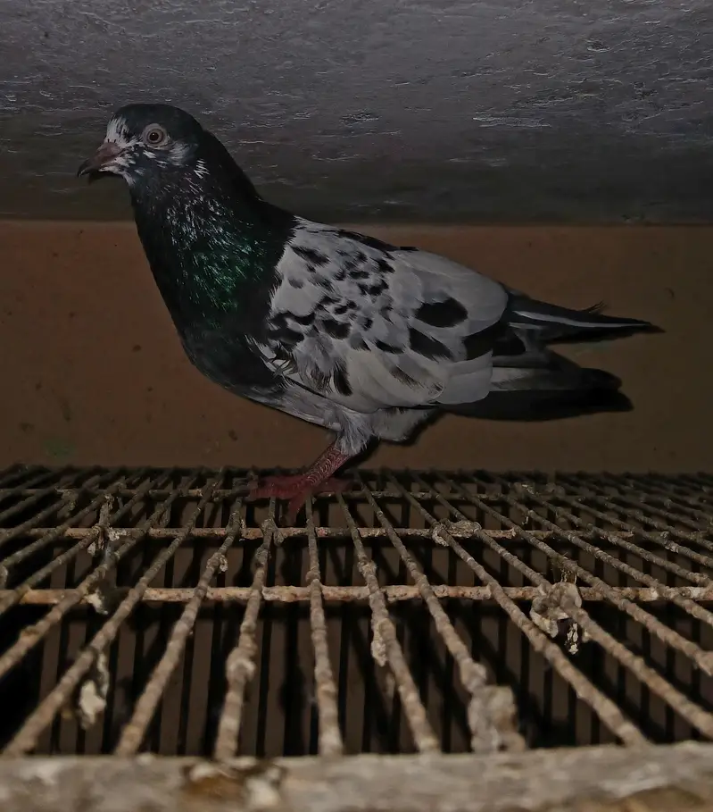 Teddy Pigeons — photo 2