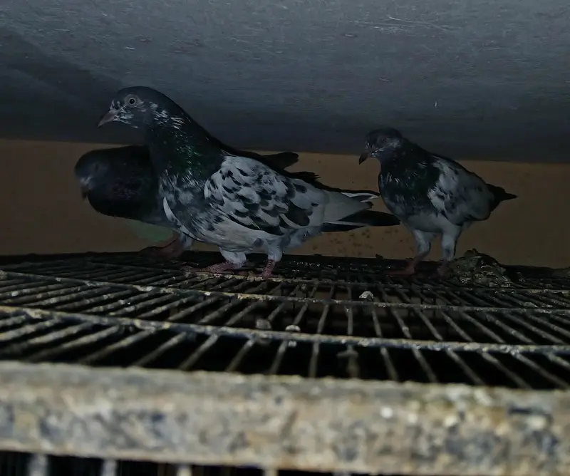 Teddy Pigeons — photo 3