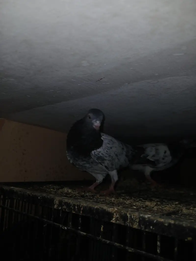 Teddy Pigeons — photo 4