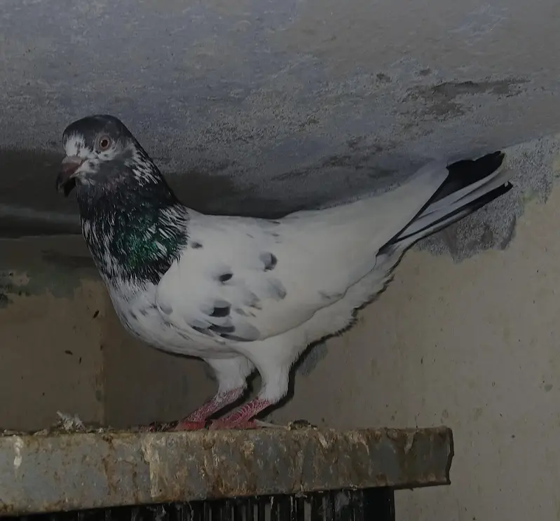 Teddy Pigeons — photo 5