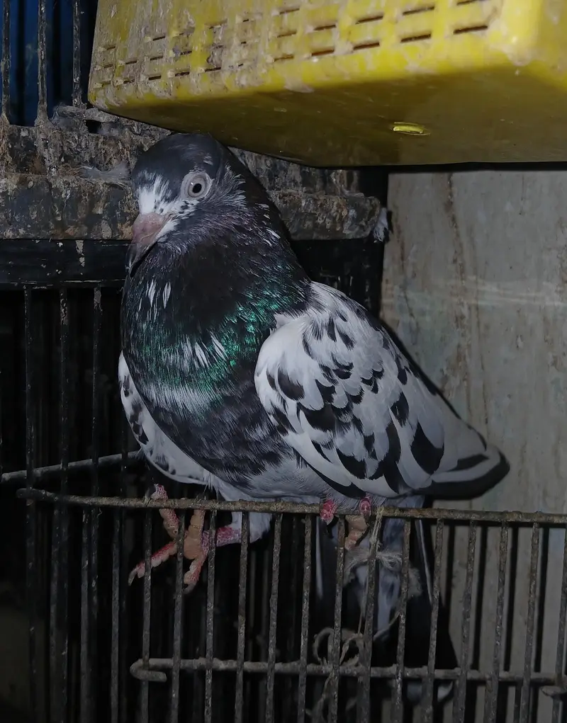 Teddy Pigeons — photo 6