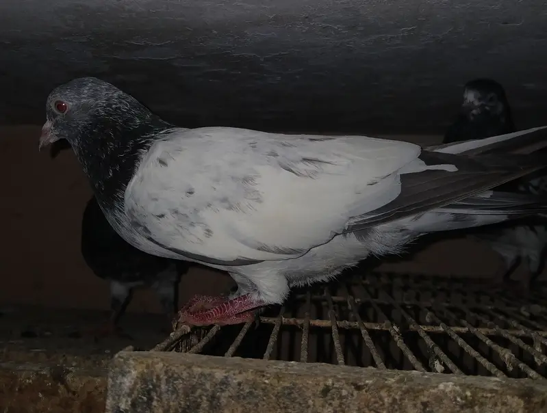 Teddy Pigeons — photo 7