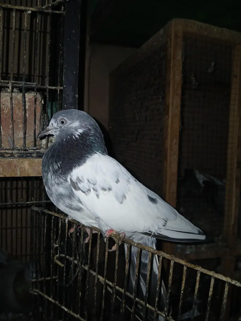 Teddy Pigeons — photo 8