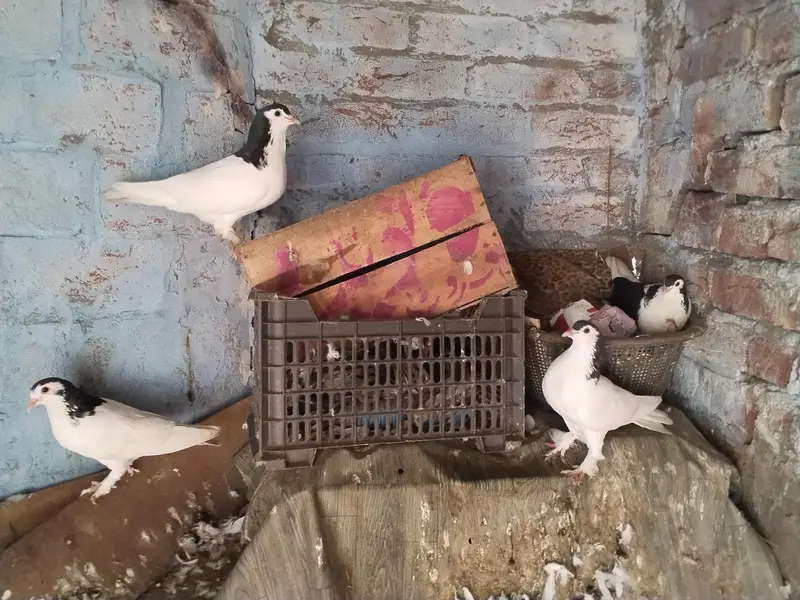 Sherazi — photo 4