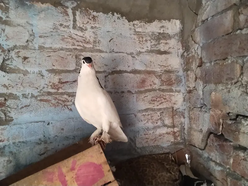 Sherazi — photo 5