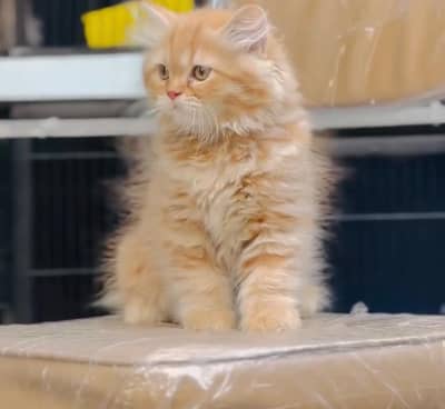 Persian kittens. Whatapp//03704602//354