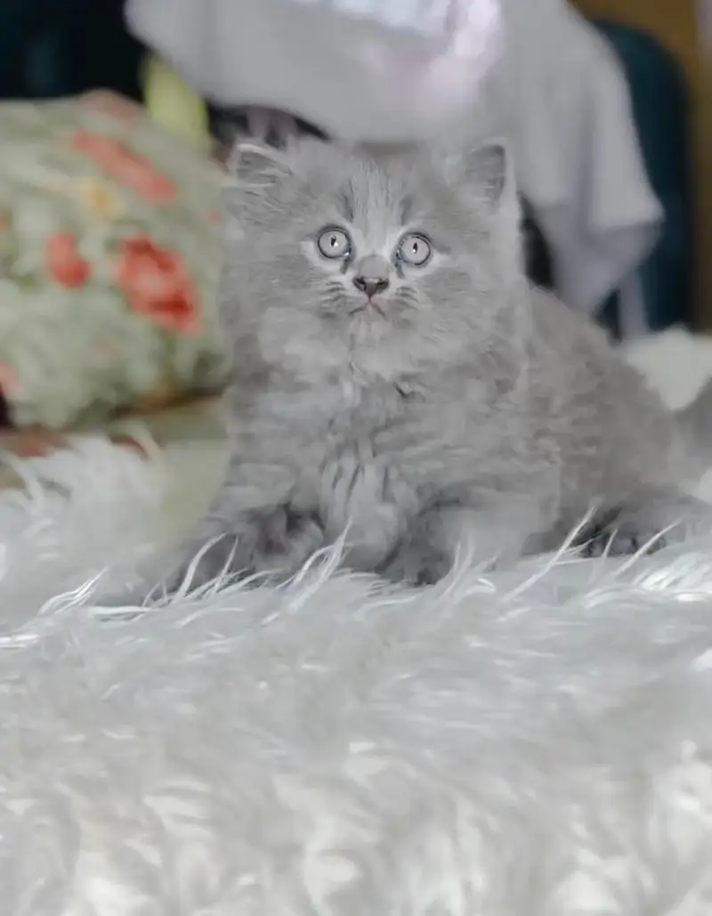 Persian kittens. Whatapp//03704602//354 — photo 2