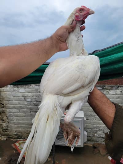 heera male/aseel/white aseel /heera patha/white heera pair