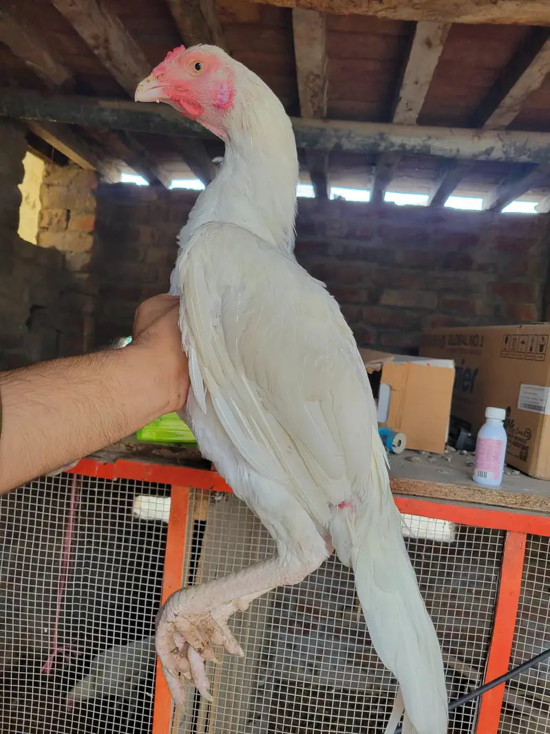 heera male/aseel/white aseel /heera patha/white heera pair — photo 2
