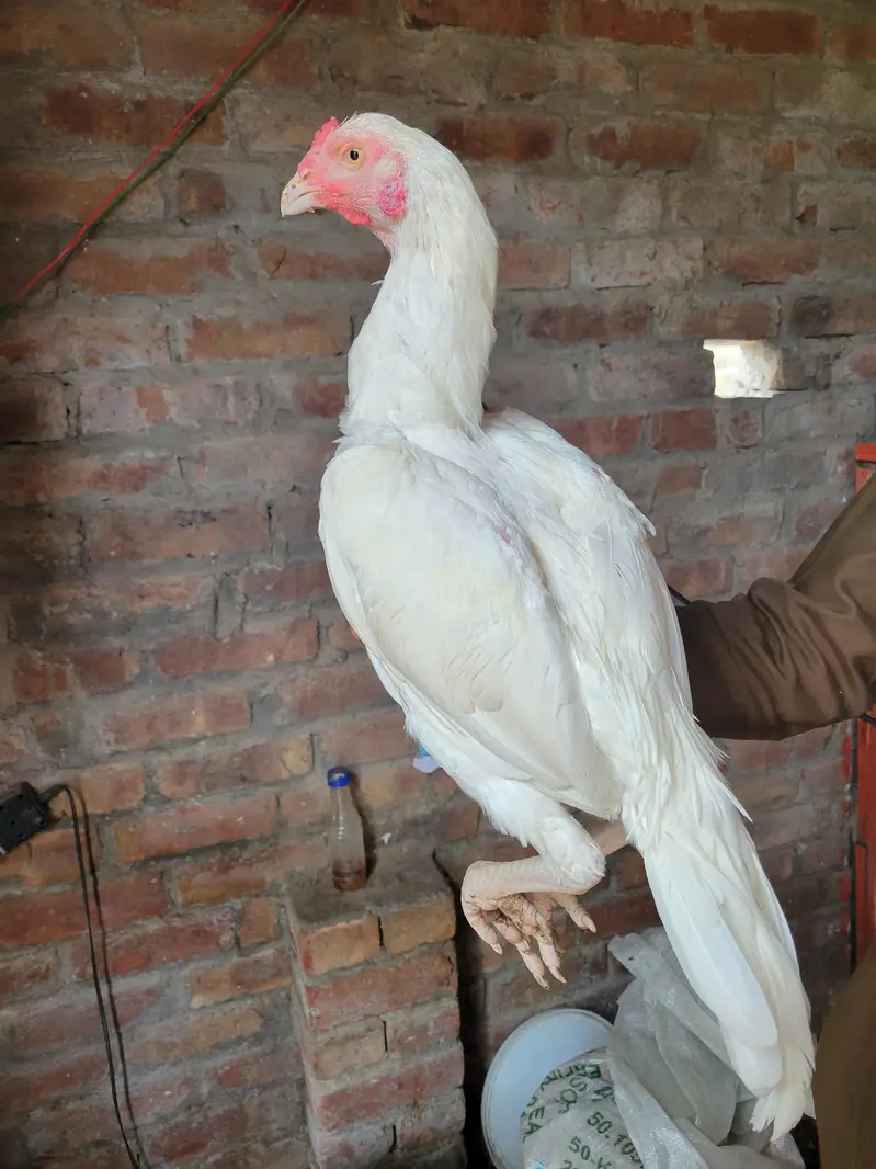 heera male/aseel/white aseel /heera patha/white heera pair — photo 3