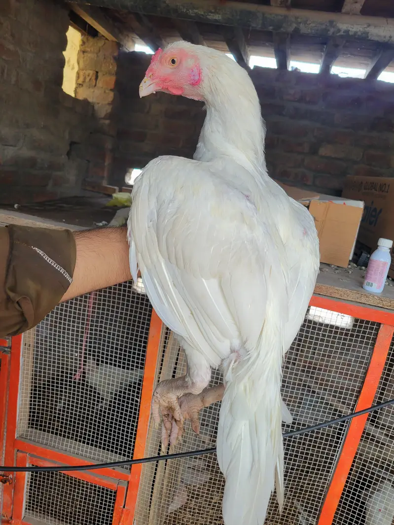 heera male/aseel/white aseel /heera patha/white heera pair — photo 4